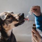 Give CBD Oils To Your Dog For Offer A Healthy Life