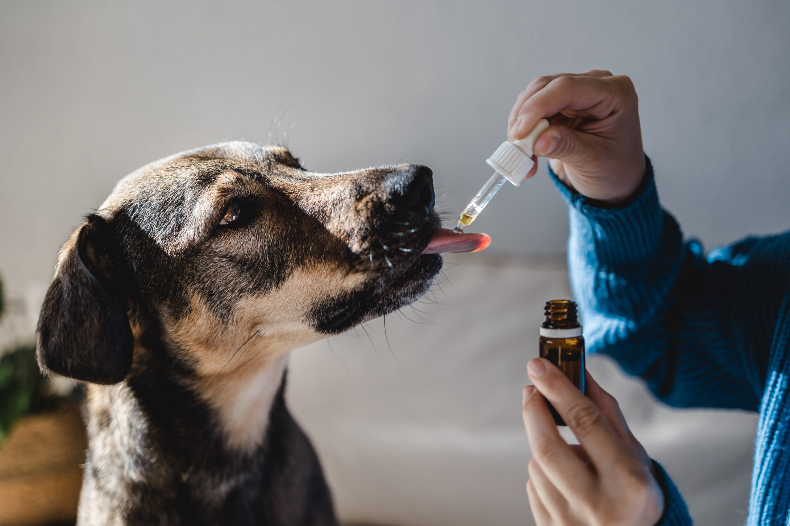 Give CBD Oils To Your Dog To Offer A Healthy Life