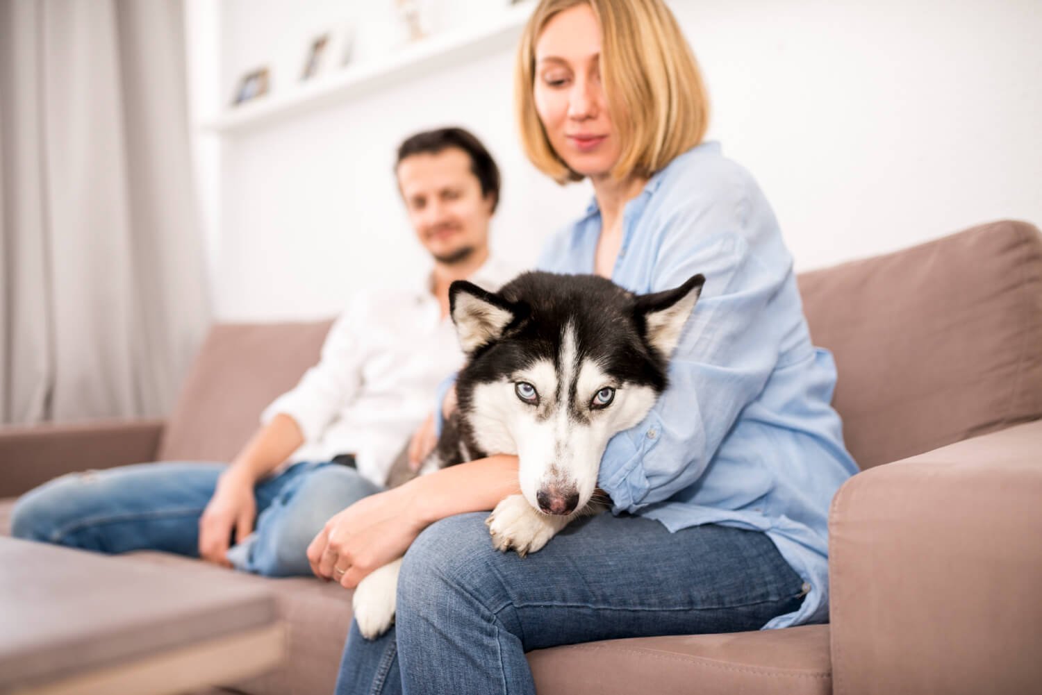 Pain of Dog